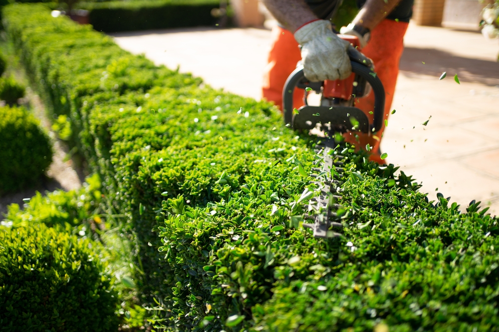 Home and garden concept. Hedge trimmer in action. Shrub trimming work. Shrub pruning. Gardening and trimming activities. Great detail of the cut leaves splashing.