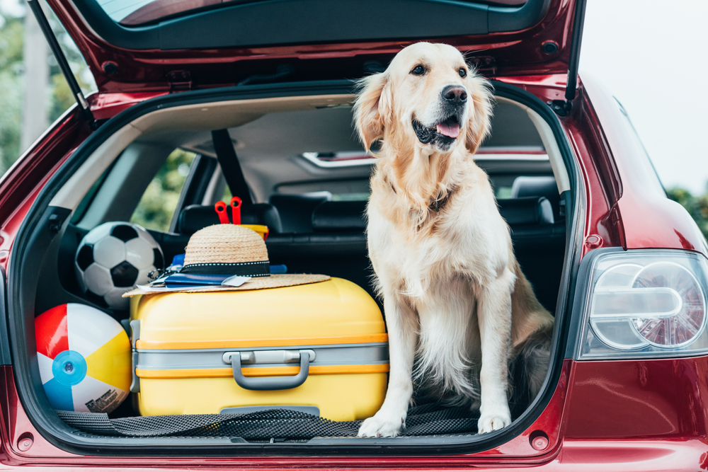 cute golden retriever dog sitting in car trunk with luggage for trip
